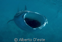 Waleshark in Vilamendhoo, Nikon D70S, 16mm, no Strobo/Flash. by Alberto D'este 